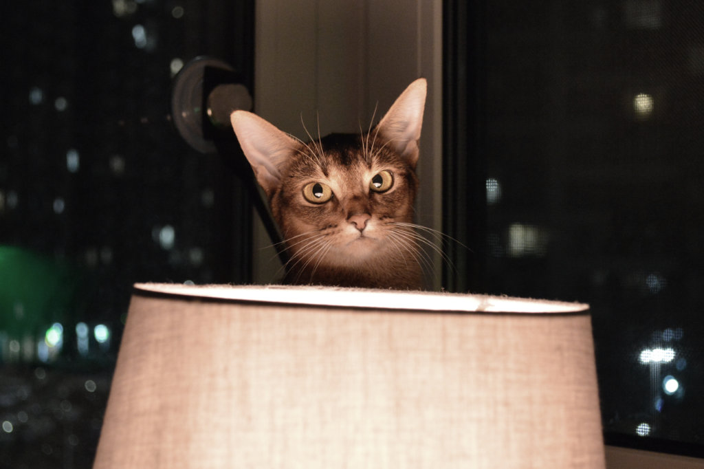 Cat lit by lamp